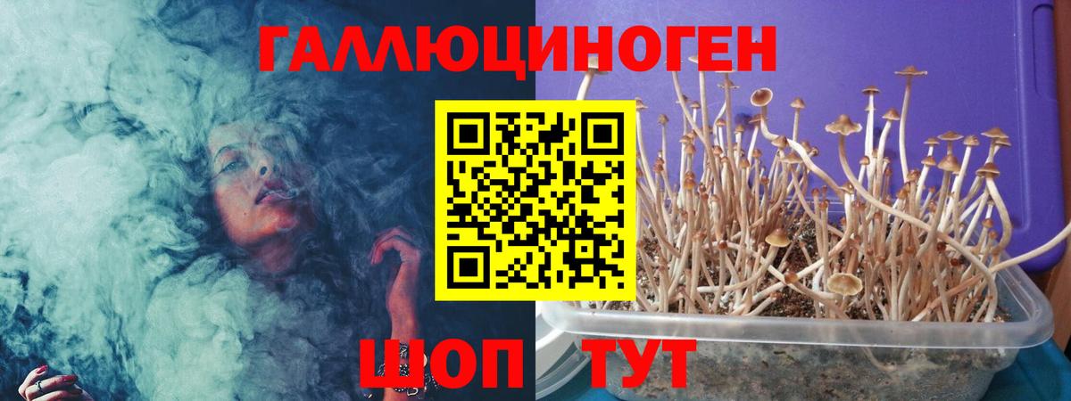 Галлюциногенные грибы Psilocybe Казань